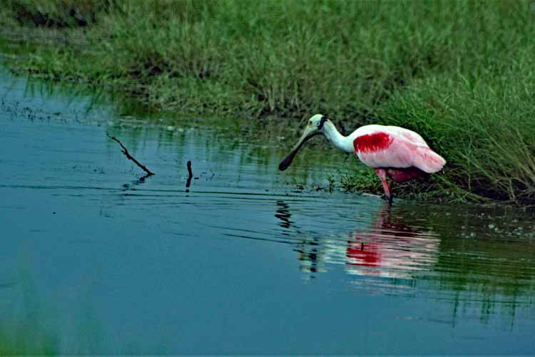 spoonbills